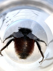 Bombus coccineus
