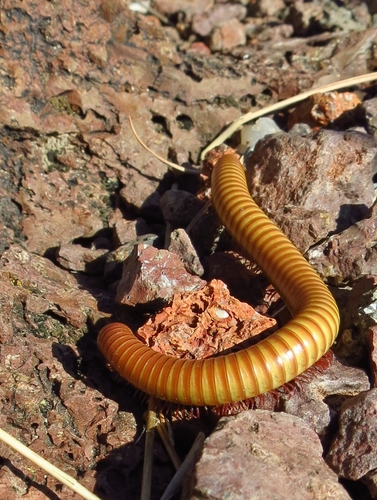 Desert Millipede photo 3