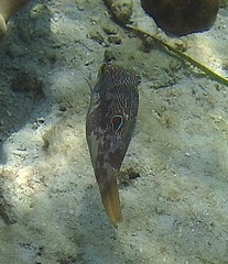 Canthigaster compressa