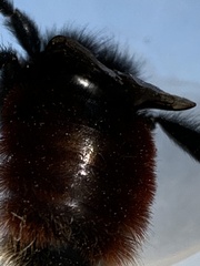 Bombus coccineus