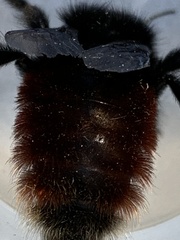 Bombus coccineus