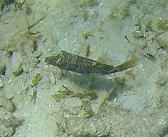 Canthigaster compressa