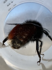 Bombus coccineus