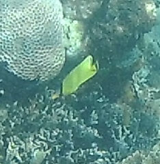 Chaetodon rafflesii