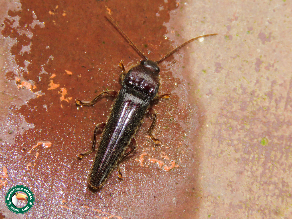 Anoplischius