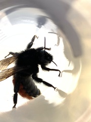 Bombus coccineus