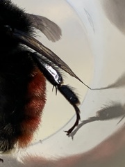 Bombus coccineus