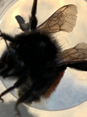 Bombus coccineus