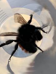 Bombus coccineus