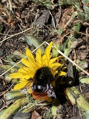 Bombus coccineus