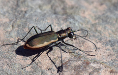 Cicindela marginipennis