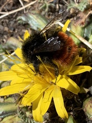 Bombus coccineus