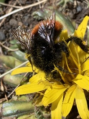Bombus coccineus