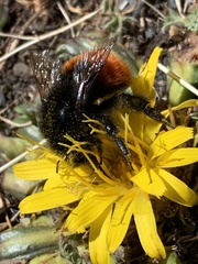 Bombus coccineus
