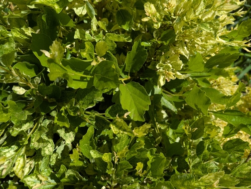 Cordia dichotoma observed 2025-03-02