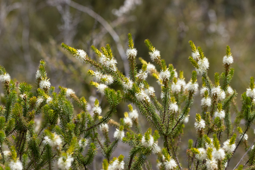 Calytrix hirta, photograph 4