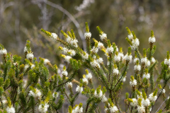 Calytrix hirta, photograph (c) Kym Nicolson, some rights reserved (CC BY)
