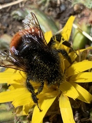 Bombus coccineus