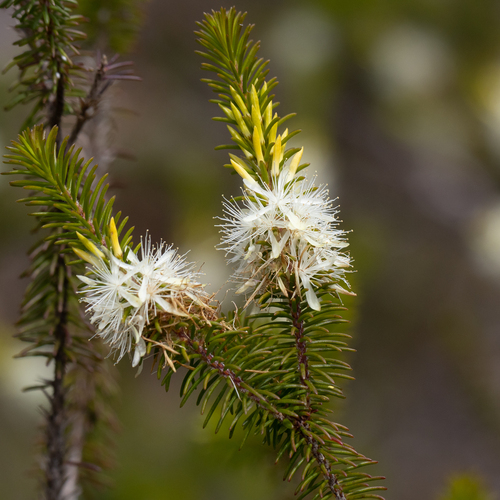 Calytrix hirta, photograph 3
