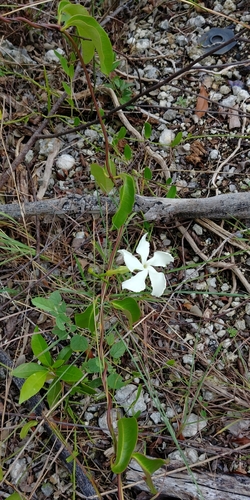 Image of Echites umbellatus by (c) Briggs Armstrong, some rights reserved (CC BY)