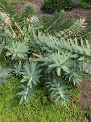 Myrsiniteae