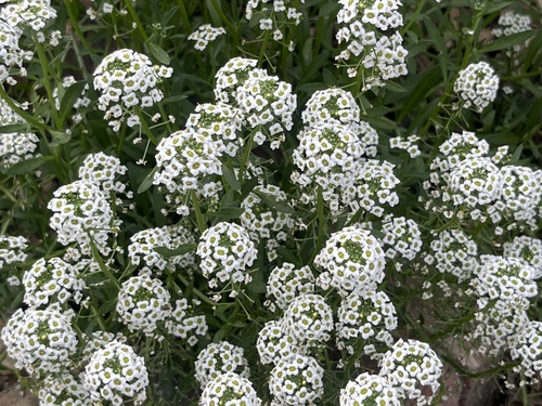 Lobularia maritima