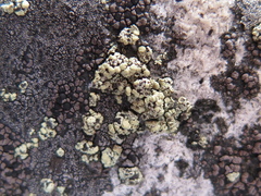 Lecanora polytropa