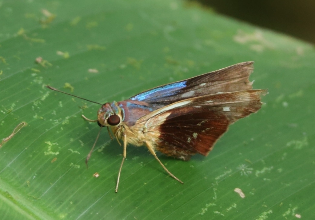 Thracides pavo