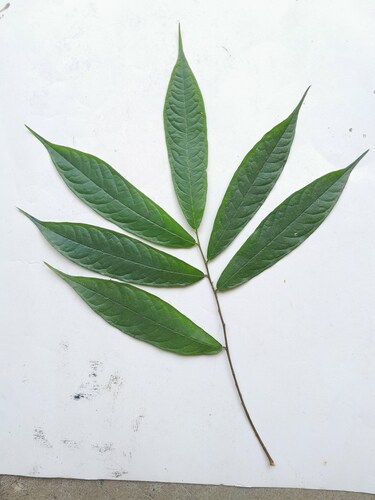 Brosimum costaricanum - Whole tree