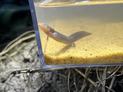 Dwarf Waterdog, Necturus punctatus
