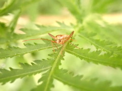 Adelphocoris lineolatus