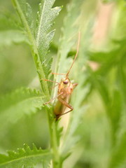 Adelphocoris lineolatus