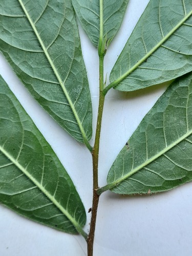 Brosimum costaricanum - Leaves