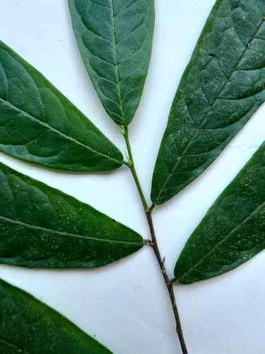 Brosimum costaricanum - Whole tree