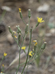 Hieracium scouleri