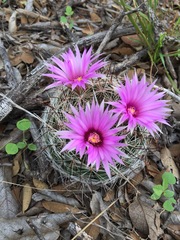 Mammillaria wrightii wilcoxii