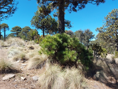 Hartweg's pine