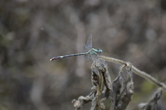 Erpetogomphus