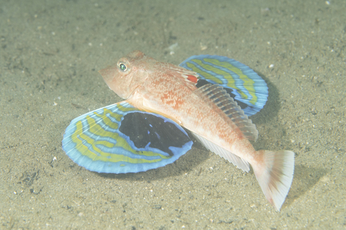 Japanese gurnard (Lepidotrigla japonica) — Triglidae