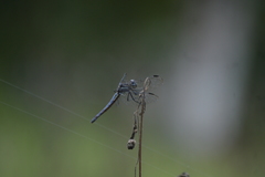 Cannaphila