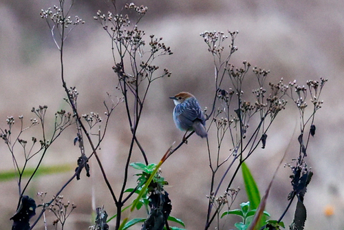 Churring Cisticola (Cisticola njombe), photo 1