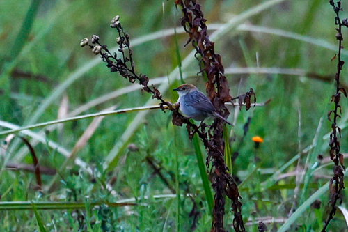 Churring Cisticola (Cisticola njombe), photo 2