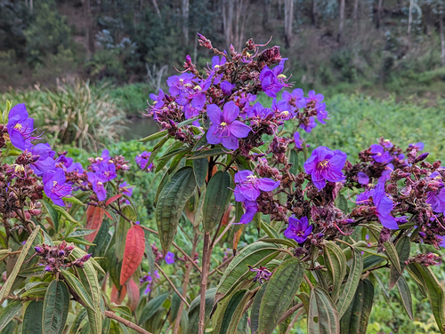 Rosettea princeps, photograph 6