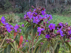 Rosettea princeps, photograph Tom Field, CC BY, iNaturalist via GBIF