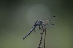 Cannaphila