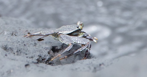 Grapsus observed 2025-02-15