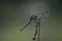 Cannaphila