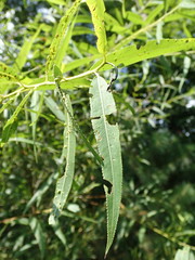Salix caroliniana