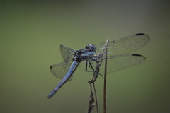 Cannaphila