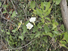 Calystegia occidentalis